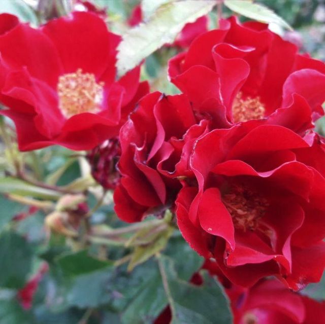 Seltene Rosen im Sortiment der GartenBaumschule Lehnert - Bodendecker, Obstbäume, Rosen, Ziersträucher und Heckenpflanzen aus Sangerhausen
