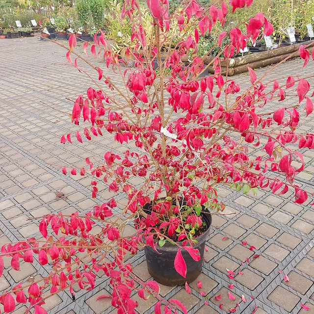 *Korkflügelstrauch* (Euonymus alatus)