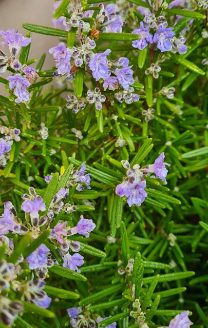 *Rosmarin* (Rosmarinus officinalis)