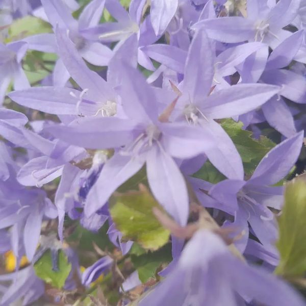 *Hängepolster-Glockenblume* (Campanula poscharskyana)