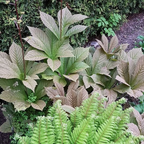 *Kastanienblättriges Schaublatt* (Rodgersia aesculifolia)