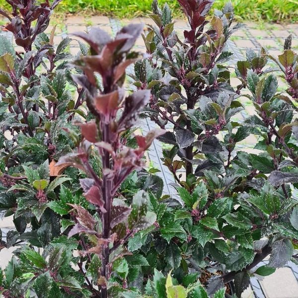 *Stechpalme* (Ilex aquifolium)