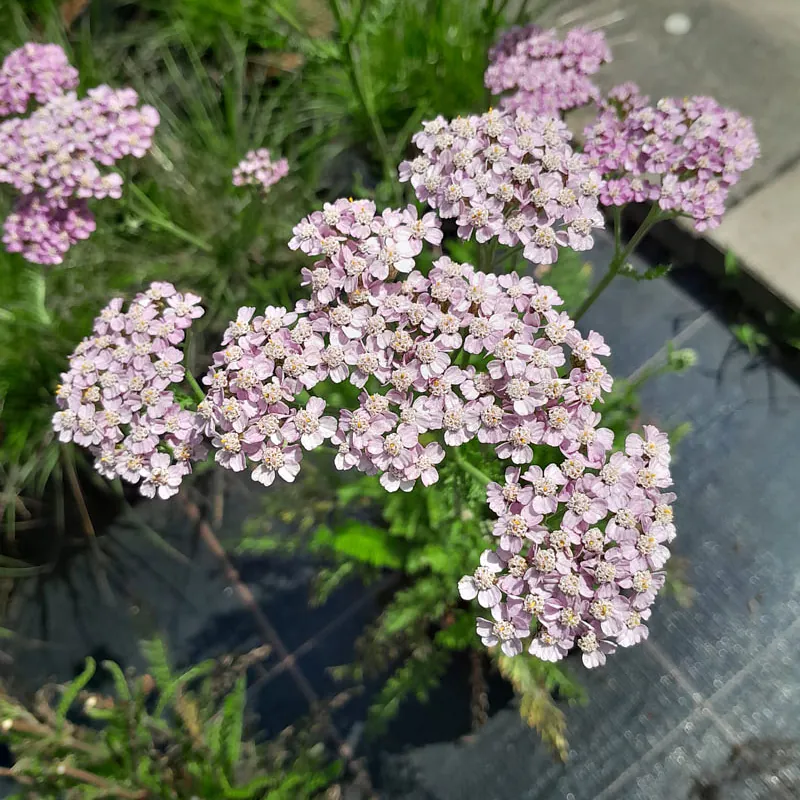 *Schafgarbe i.S.* (Achillea i.S.)