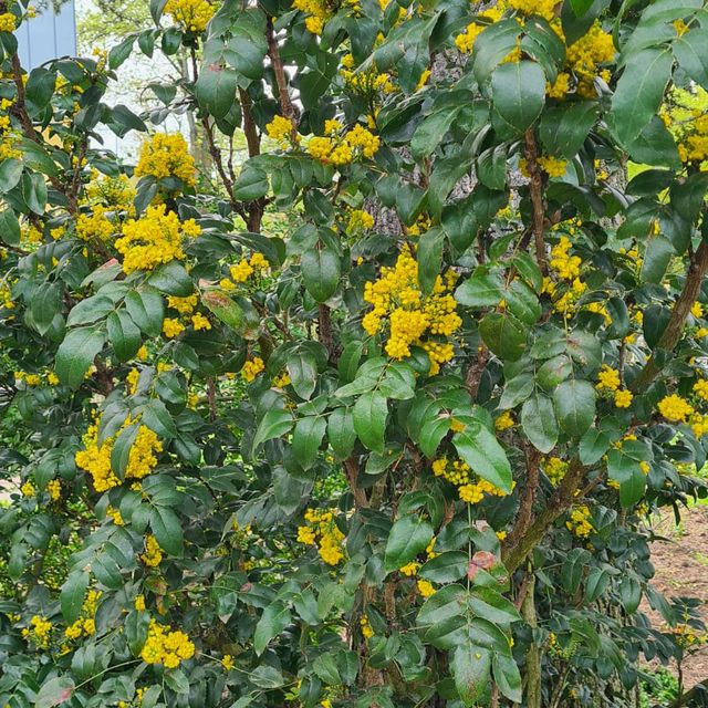 *Mahonie* (Mahonia aquifolium)