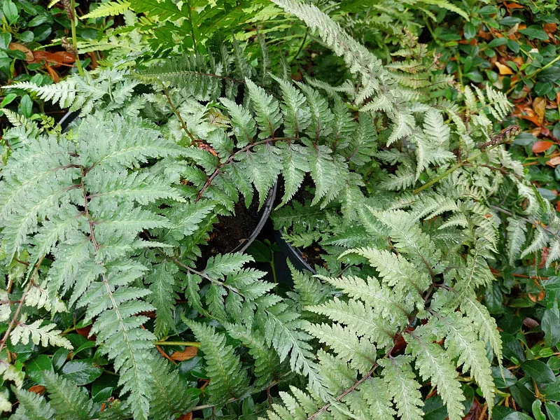 *Japanischer Regenbogenfarn* (Athyrium niponicum 'Metallicum')