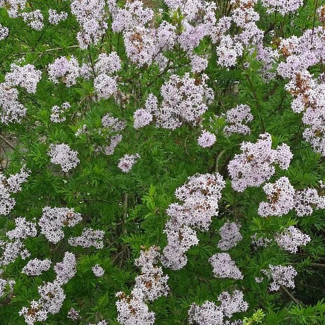 *Afghanischer Flieder* (Syringa afghanica)