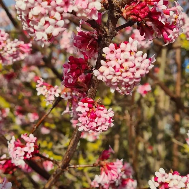  *Winterschneeball 'Dawn'* (Viburnum x bodnantese 'Dawn')
