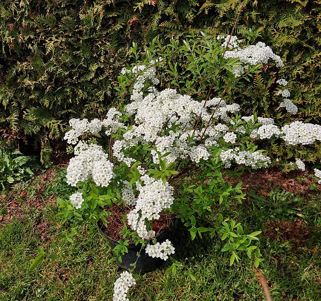 *Weiße Rispenspiere 'Grefsheim'* (Spiraea cinerea 'Grefsheim')
