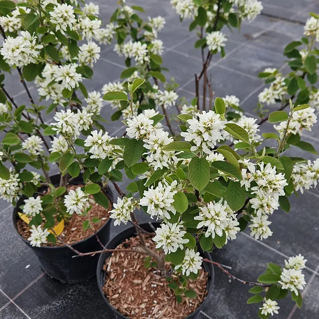 *Erlenblättrige Felsenbirne 'Northline'* (Amelanchier alnifolia 'Northline')
