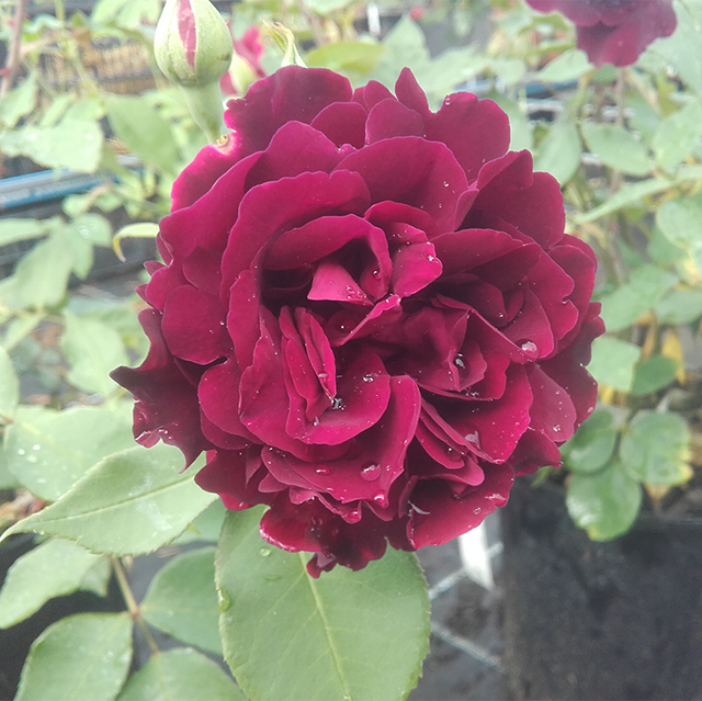 Edelrosen im im Sortiment der GartenBaumschule Lehnert - Bodendecker, Obstbäume, Rosen, Ziersträucher und Heckenpflanzen aus Sangerhausen