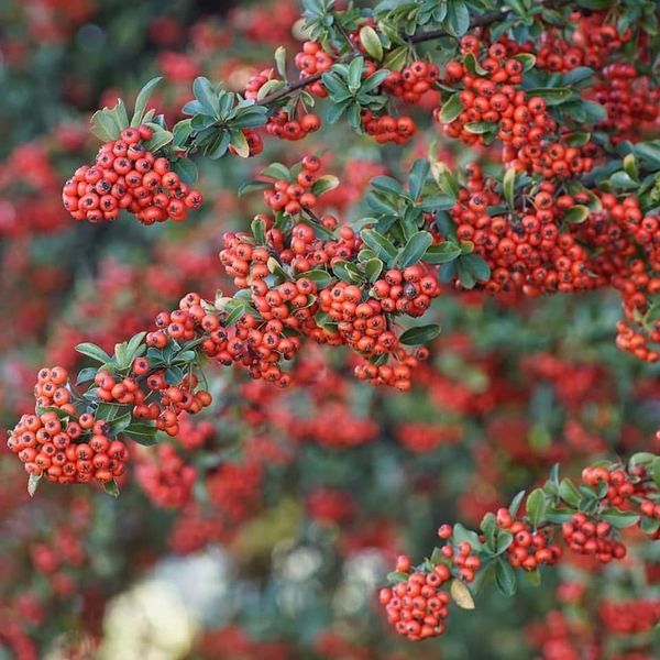 *Feuerdorn* (Pyracantha 'in verschiedenen Sorten')