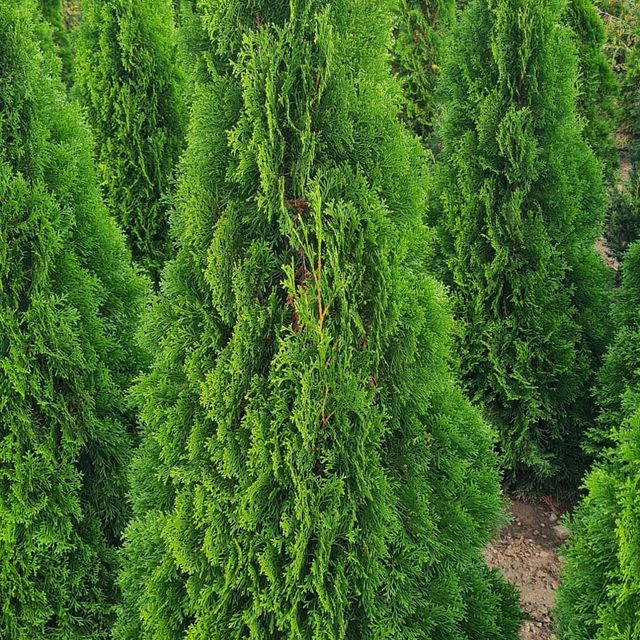 *Lebensbaum 'Smaragd* (Thuja occidentalis 'Smaragd')