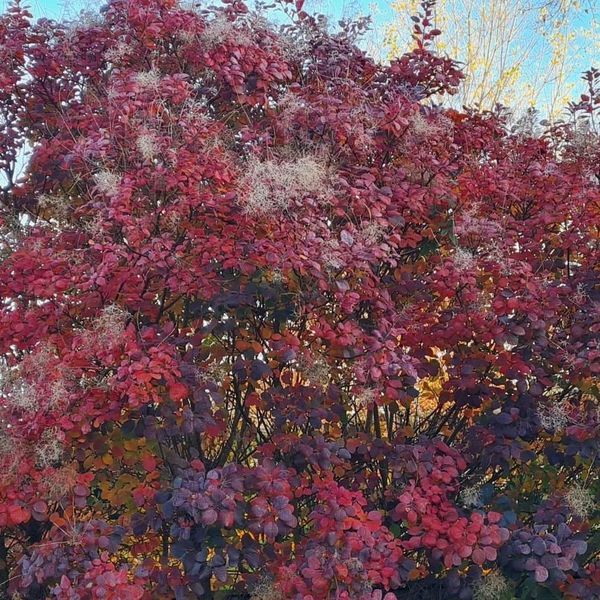 *Roter Perückenstrauch 'Royal Purple'* (Cotinus coggygria 'Royal Purple')