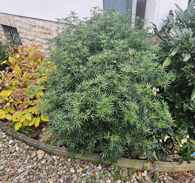 *Orangenblume* (Choisya ternata 'Aztec Pearl')