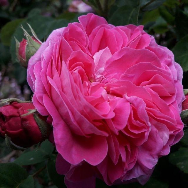 Seltene Rosen im Sortiment der GartenBaumschule Lehnert - Bodendecker, Obstbäume, Rosen, Ziersträucher und Heckenpflanzen aus Sangerhausen