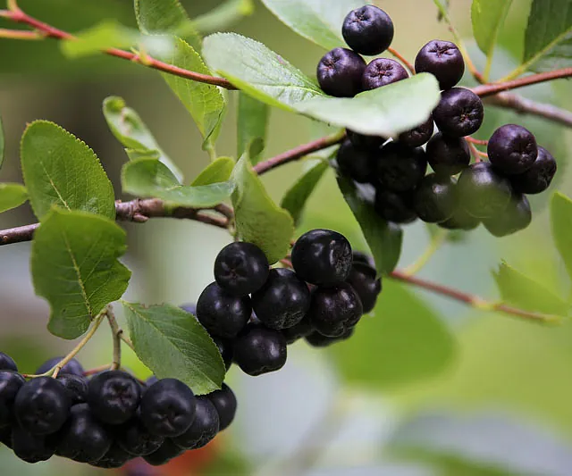 *Apfelbeere* (Aronia prunifolia 'Nero')