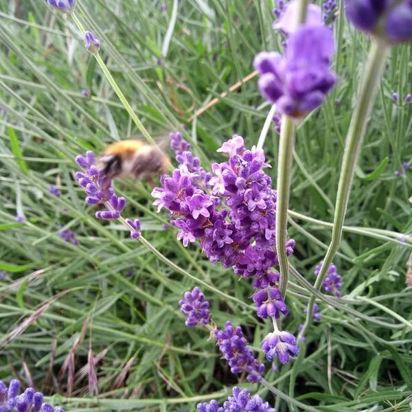 *Lavendel* (Lavandula augustifolia)
