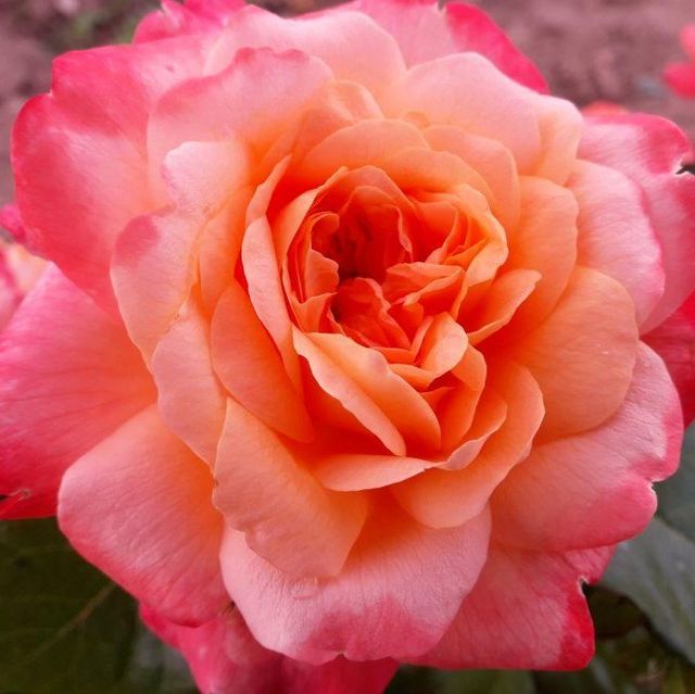 Edelrosen im im Sortiment der GartenBaumschule Lehnert - Bodendecker, Obstbäume, Rosen, Ziersträucher und Heckenpflanzen aus Sangerhausen