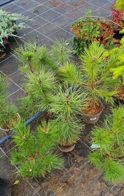 *Österreichische Schwarzkiefer* (Pinus nigra ssp. nigra)