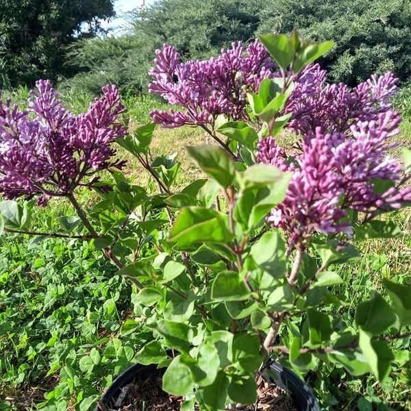 *Zwerg-Duftflieder* (Syringa mayeri 'Palibin')
