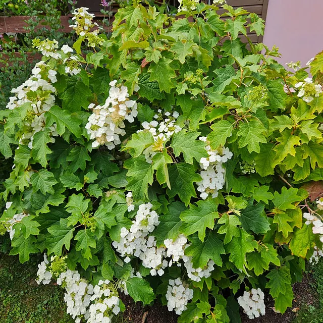 *Eichenblatt-Hortensie* (Hydrangea quercifolia i.S.)