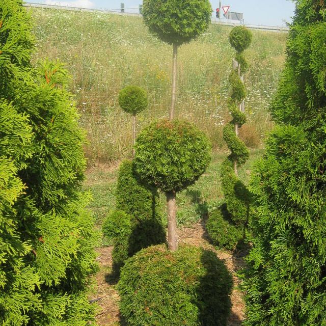 Formgehölze - Thuja - im Sortiment der GartenBaumschule Lehnert - Bodendecker, Obstbäume, Rosen, Ziersträucher und Heckenpflanzen aus Sangerhausen