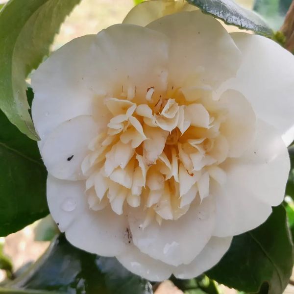 *Kamelie* (Camellia japonica) in Sorten