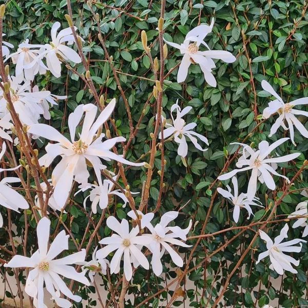 *Sternmagnolie* (Magnolia stellata)