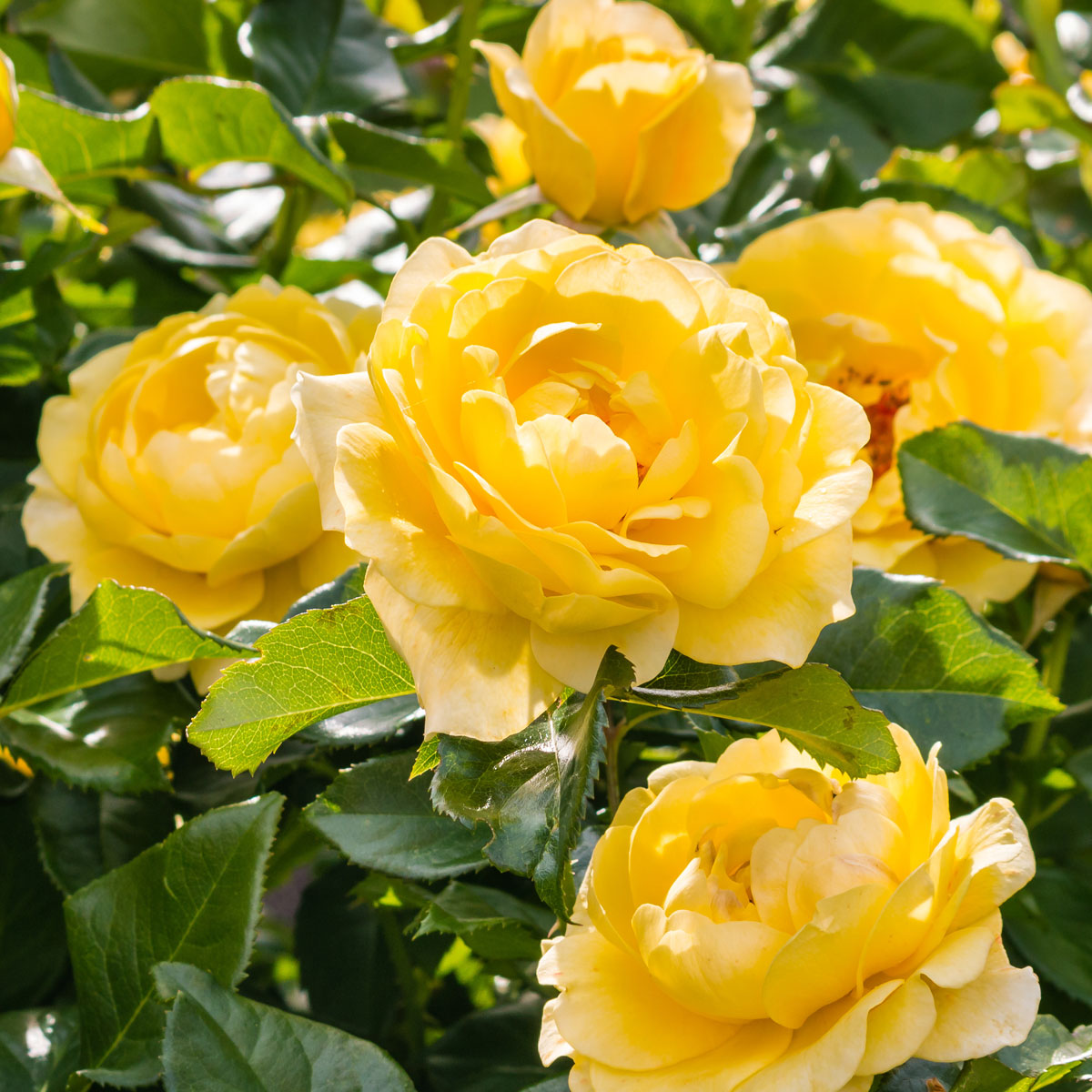 Sortimentslisten der GartenBaumschule Lehnert - Bodendecker, Obstbäume, Rosen, Ziersträucher und Heckenpflanzen aus Sangerhausen