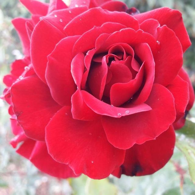 Edelrosen im im Sortiment der GartenBaumschule Lehnert - Bodendecker, Obstbäume, Rosen, Ziersträucher und Heckenpflanzen aus Sangerhausen