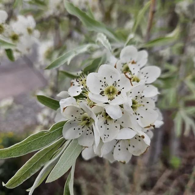 *Hängende Weidenblättrige Birne* (Pyrus salicifolia 'Pendula')