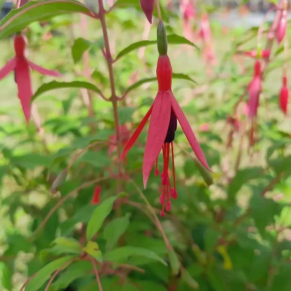*Winterharte Scharlachfuchsie* (Fuchsia magellanica 'Riccartonii')