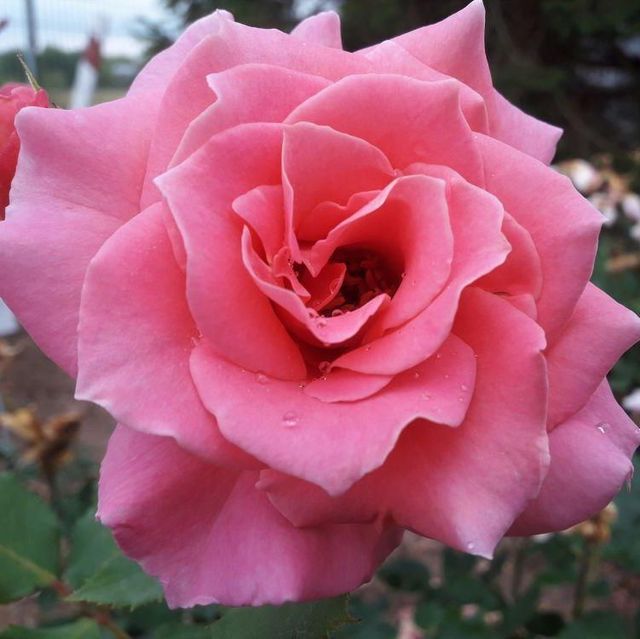 Edelrosen im im Sortiment der GartenBaumschule Lehnert - Bodendecker, Obstbäume, Rosen, Ziersträucher und Heckenpflanzen aus Sangerhausen