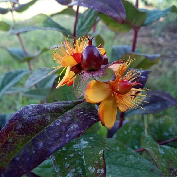 Johanniskraut in Sorten* (Hypericum inodorum)