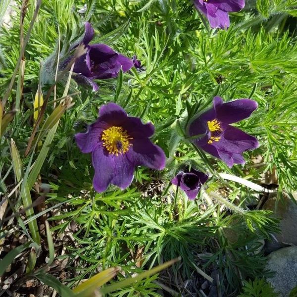 *Küchenschelle* (Pulsatilla vulgaris)