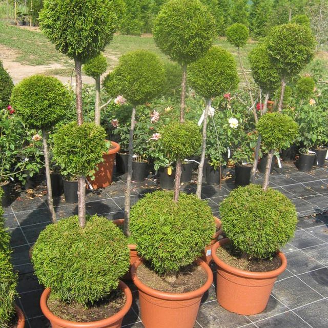 Formgehölze - Thuja - im Sortiment der GartenBaumschule Lehnert - Bodendecker, Obstbäume, Rosen, Ziersträucher und Heckenpflanzen aus Sangerhausen