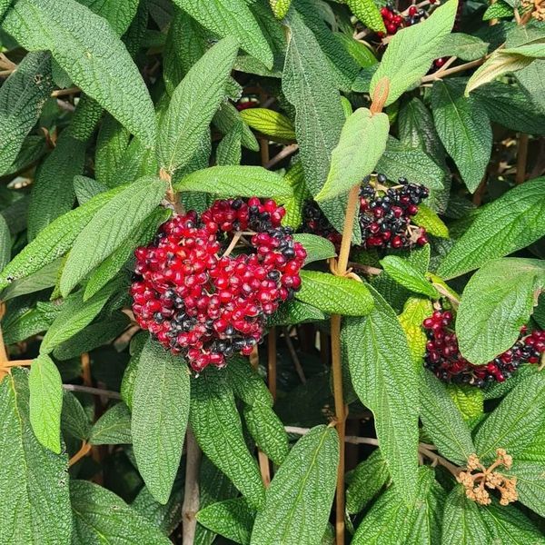 *Runzelblättriger Schneeball* (Viburnum rhytidophyllum)