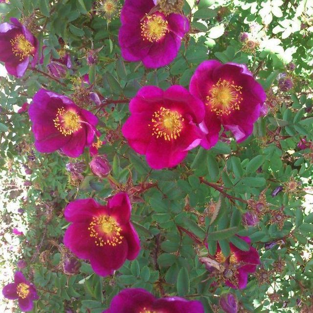Seltene Rosen im Sortiment der GartenBaumschule Lehnert - Bodendecker, Obstbäume, Rosen, Ziersträucher und Heckenpflanzen aus Sangerhausen