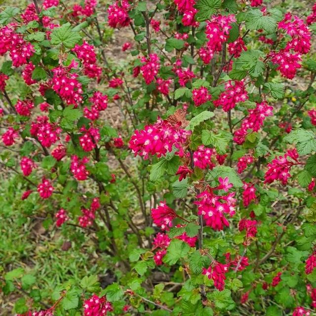 *Blutjohannisbeere 'King Edward VII'* (Ribes sanguineum 'King Edward VII')