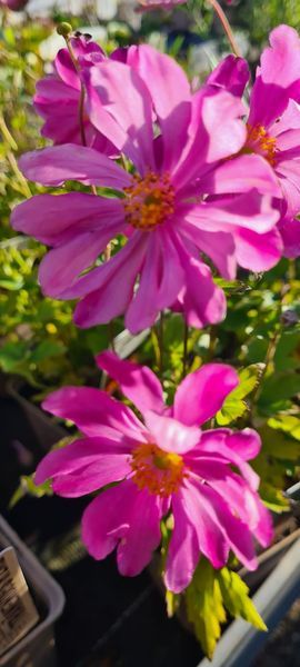 *Japan-Herbst-Anemone 'Pamina'* (Anemone japonica 'Pamina')