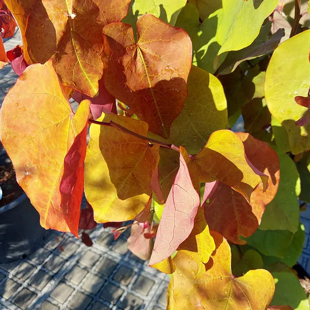 *Kanadischer Judasbaum 'Eternal Flame'* (Cercis canadensis 'Eternal Flame')