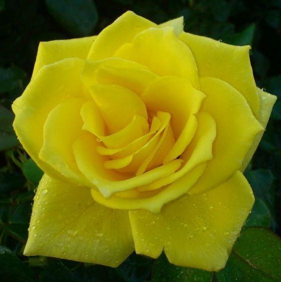 Edelrosen im im Sortiment der GartenBaumschule Lehnert - Bodendecker, Obstbäume, Rosen, Ziersträucher und Heckenpflanzen aus Sangerhausen