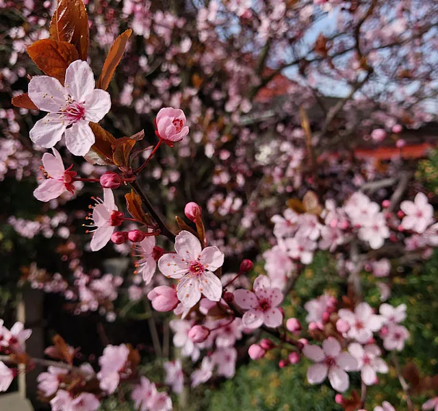 *Blutpflaume* (Prunus cerasifera 'Nigra')