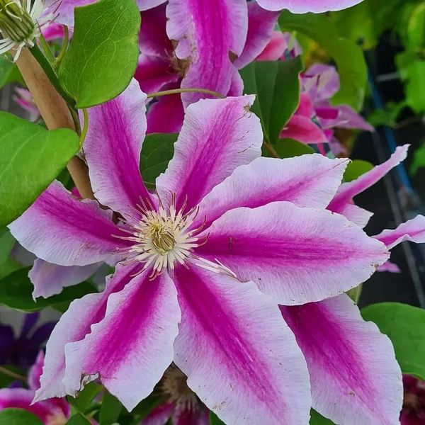 *Clematis* in Sorten 