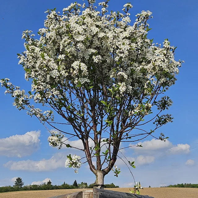 *Kugel-Steppenkirsche* (Prunus fructicosa 'Globosa')
