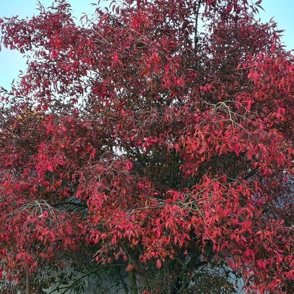 *Pfaffenhütchen* (Euonymus europaeus)