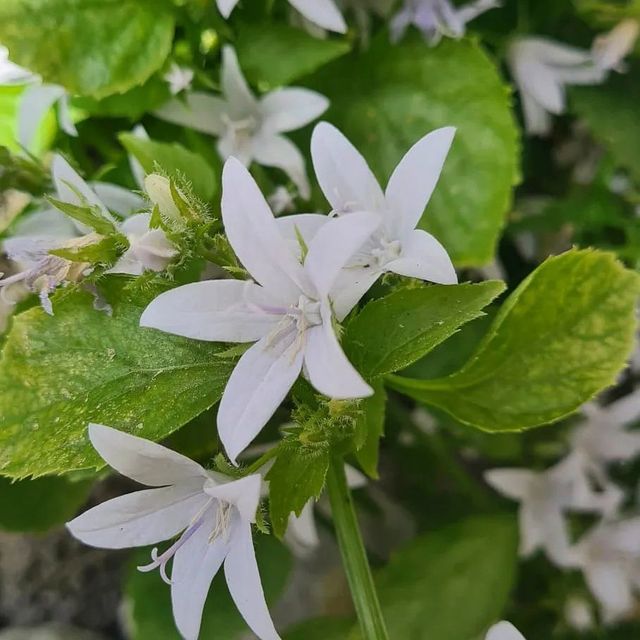 Leistungen der GartenBaumschule Lehnert - Bodendecker, Obstbäume, Rosen, Ziersträucher und Heckenpflanzen aus Sangerhausen