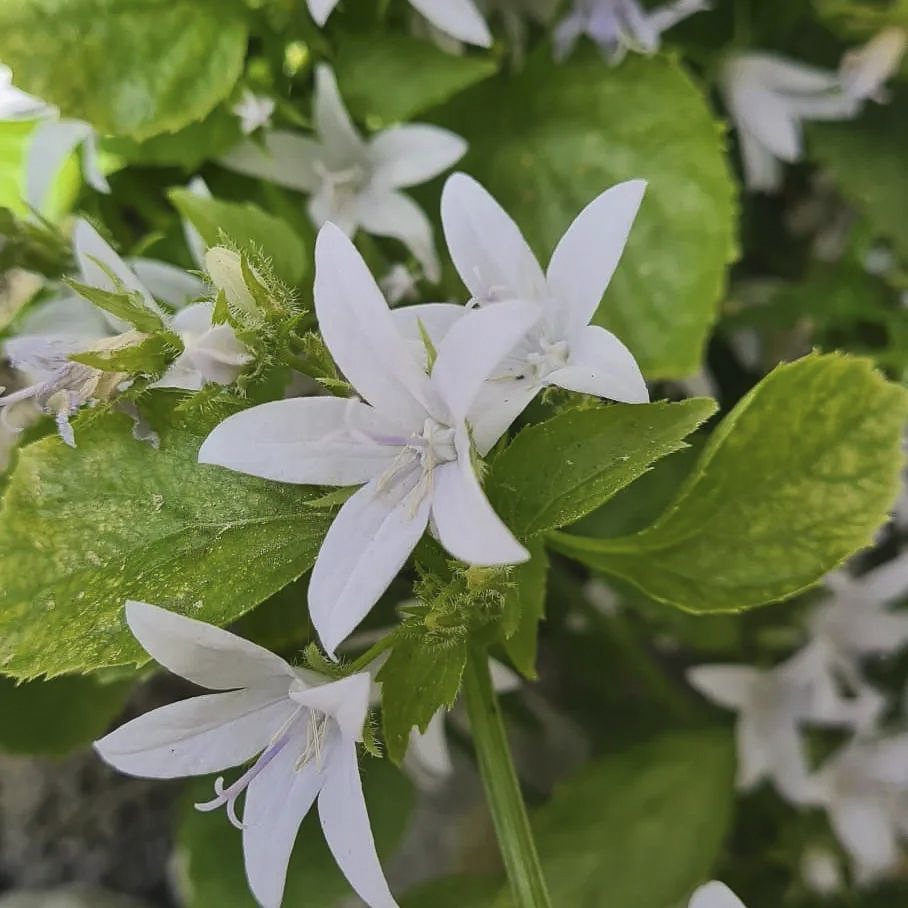 Leistungen der GartenBaumschule Lehnert - Bodendecker, Obstbäume, Rosen, Ziersträucher und Heckenpflanzen aus Sangerhausen