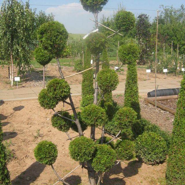 Formgehölze - Thuja - im Sortiment der GartenBaumschule Lehnert - Bodendecker, Obstbäume, Rosen, Ziersträucher und Heckenpflanzen aus Sangerhausen