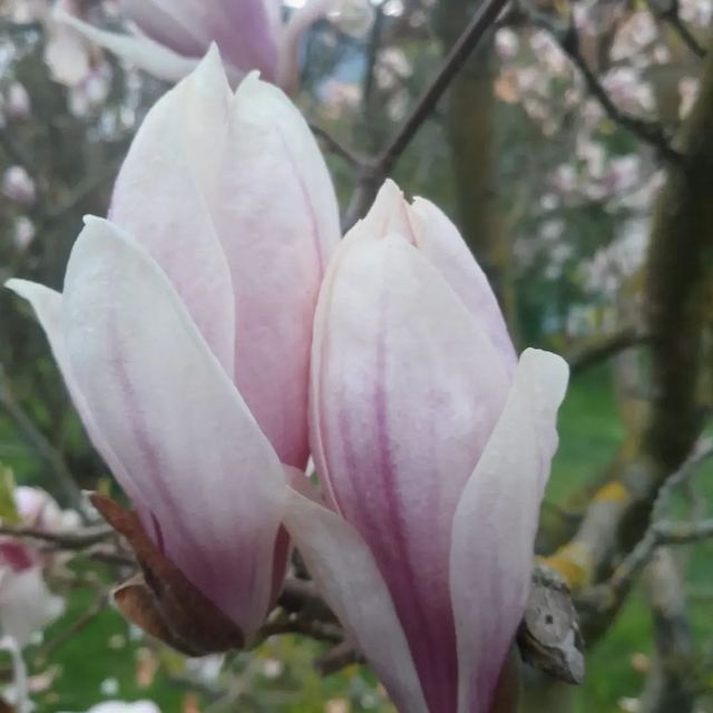 *Tulpenmagnolie* (Magnolia x soulangiana)